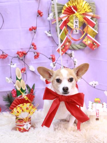 20230106うにちゃん